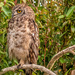 Spotted Eagle Owl  by ludwigsdiana