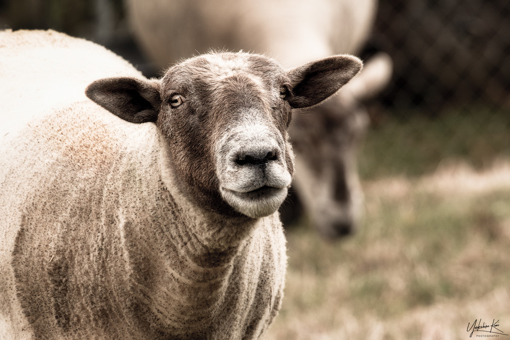 Pet Lamb - All Grown Up by yorkshirekiwi