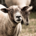 Pet Lamb - All Grown Up by yorkshirekiwi