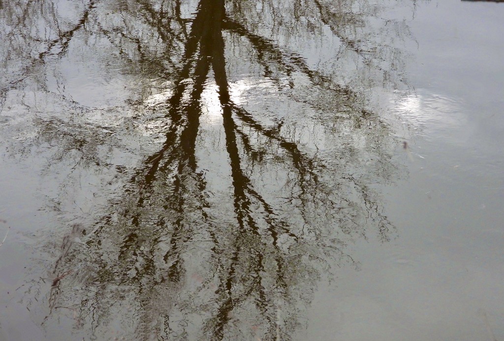 Tree reflected by amyk