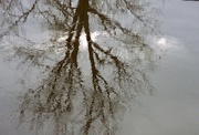 15th Jan 2020 - Tree reflected