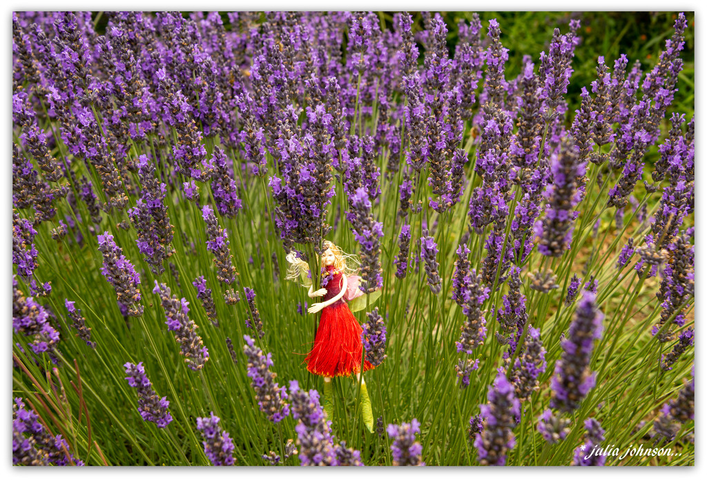 Pohutukawa Fairy amongst the Lavender ... by julzmaioro