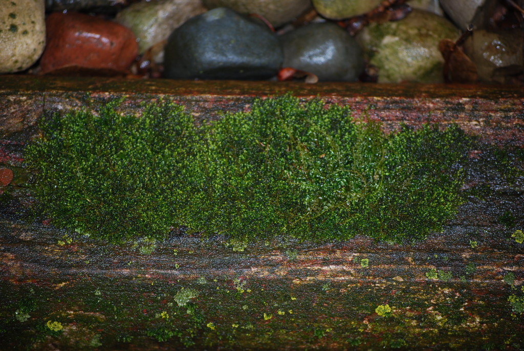 moss on wood  by stillmoments33