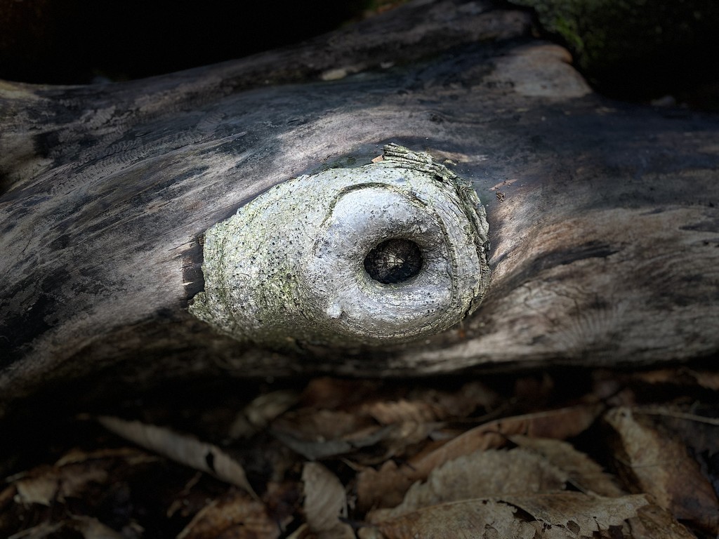 Seeing eyes everywhere  by judithmullineux