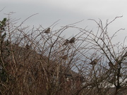 16th Jan 2020 - Sparrows in a front garden.