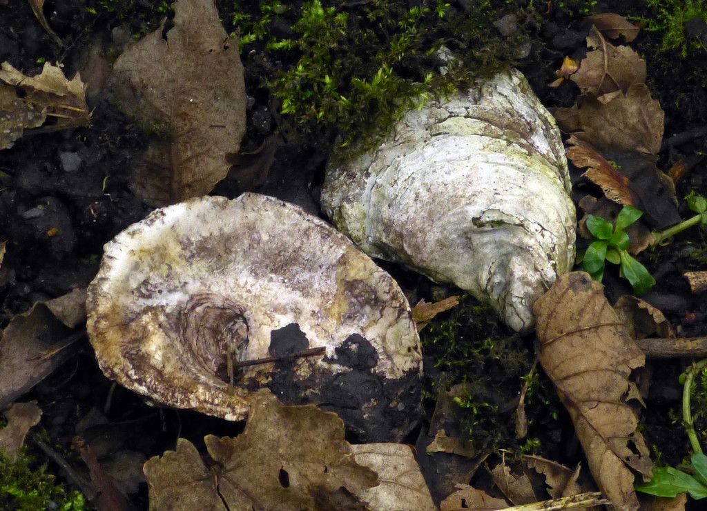 Oyster shells by janturnbull