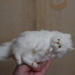 Fluffy felt cat by nyngamynga