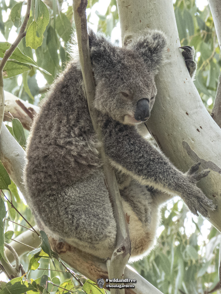 double pressure by koalagardens