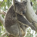 double pressure by koalagardens