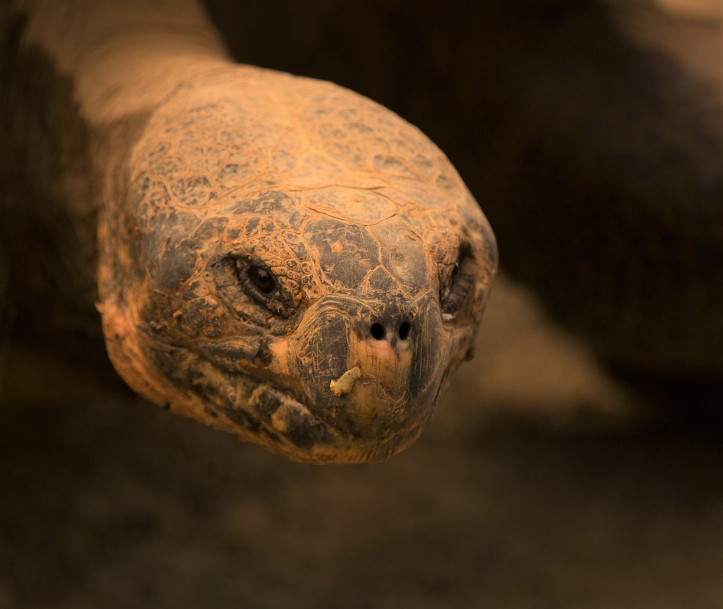Zoo Animal Faces: Galapagos turtle by creative_shots
