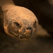 Zoo Animal Faces: Galapagos turtle by creative_shots