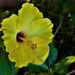 Hibiscus In Shadow ~  by happysnaps