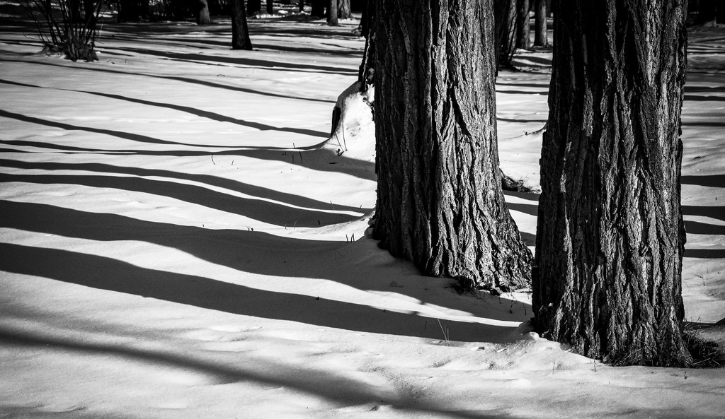 Winter Shadows by 365karly1