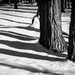 Winter Shadows by 365karly1