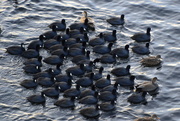 16th Jan 2020 - Coots and Gadwalls