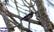 15th Jan 2020 - Downy Woodpecker