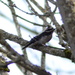 Downy Woodpecker by stephomy