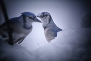 16th Jan 2020 - Snowy Beak Day