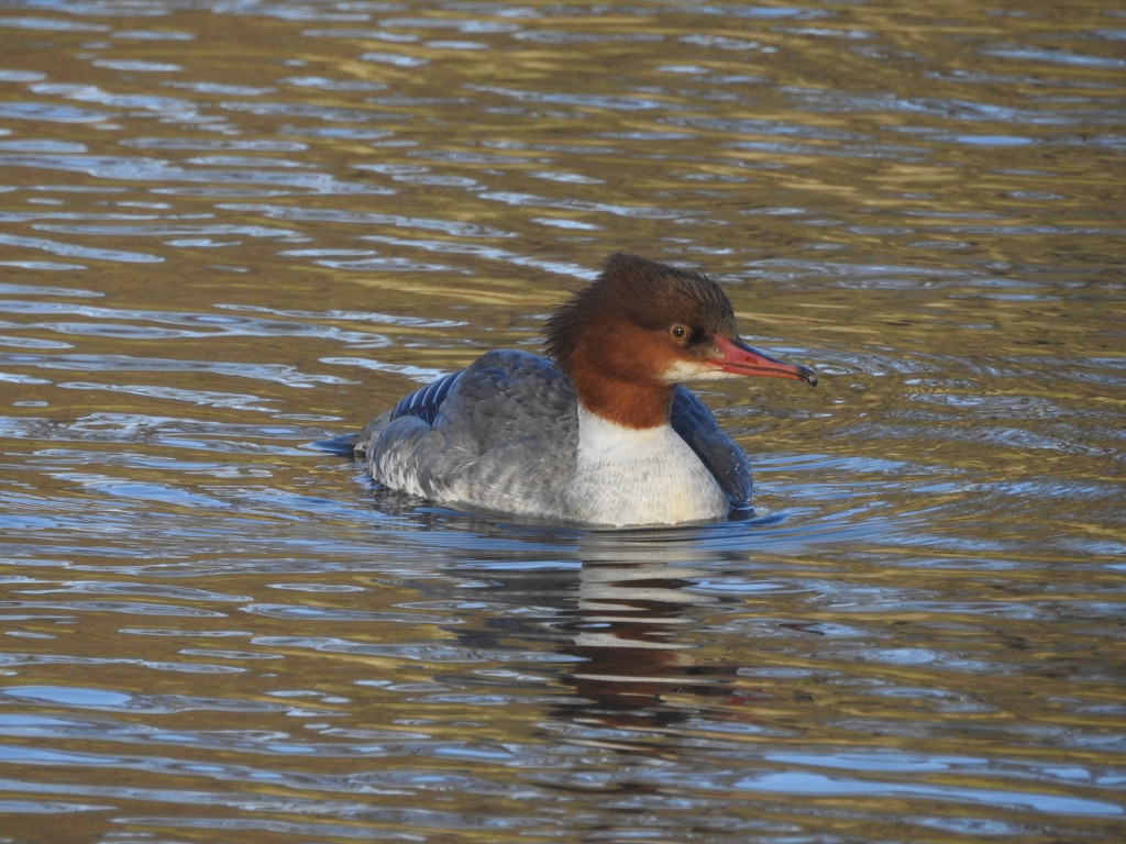 Gooseander by oldjosh