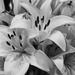 Lilies by epcello