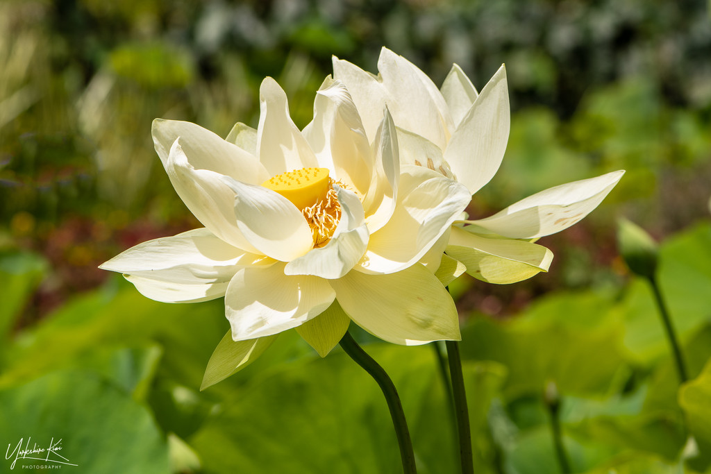 Lotus Lilly by yorkshirekiwi
