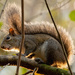 Mohawk Squirrel! by rickster549