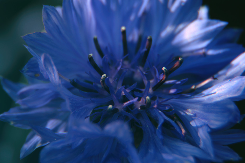 cornflower blue by kali66