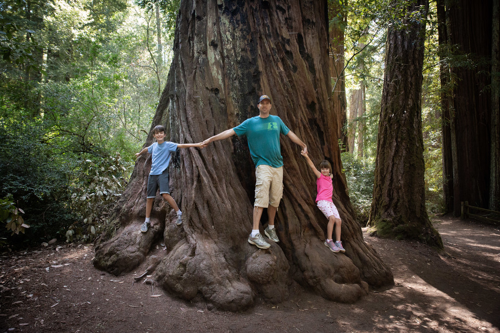 Redwoods by tina_mac