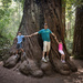 Redwoods by tina_mac