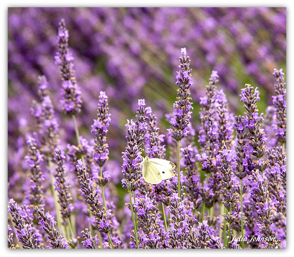 White Butterfly in the Lavender... by julzmaioro