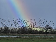 13th Jan 2020 - Rainbow and starlings