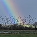 Rainbow and starlings by julienne1