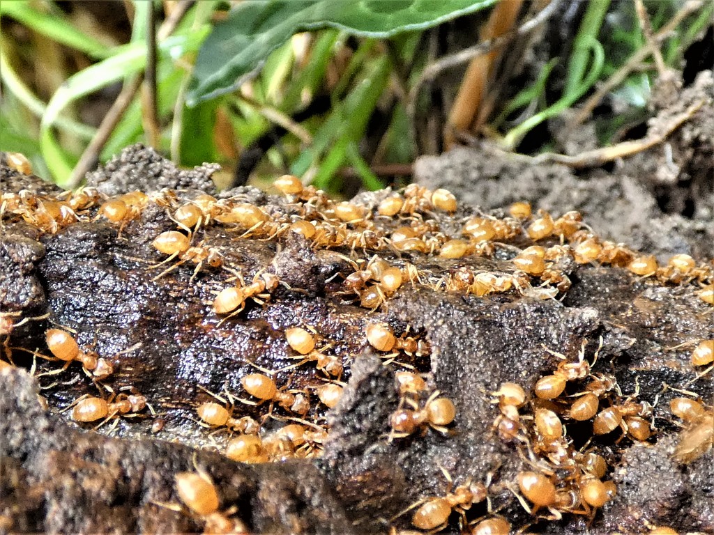 Ants by julienne1