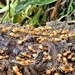 Ants by julienne1