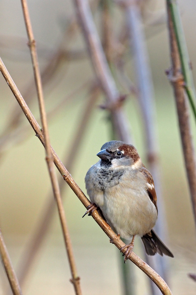House Sparrow by philhendry
