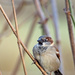 House Sparrow by philhendry
