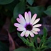 African Daisy ~     by happysnaps