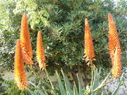 16th Jan 2020 - Yes they were red hot pokers. 