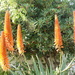 Yes they were red hot pokers.  by chimfa
