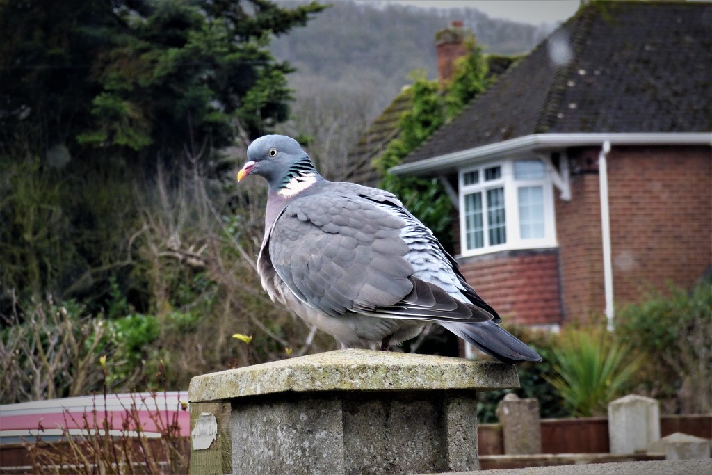 Mr Pigeon  by beryl