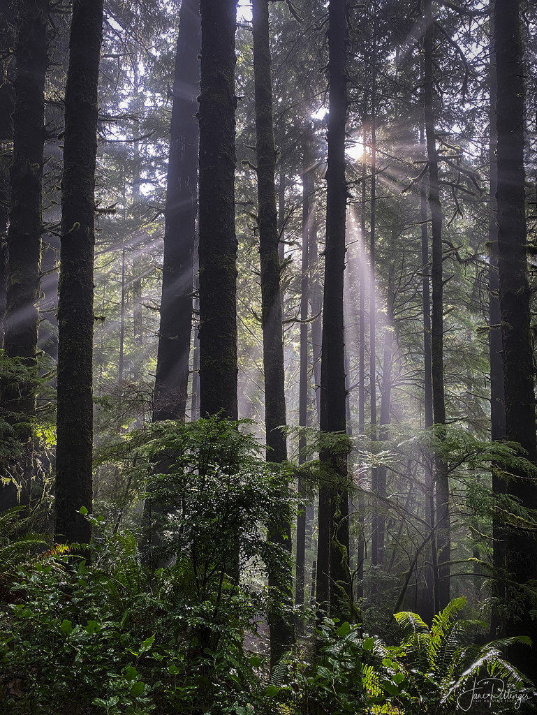 Sun Beams In the Forest by jgpittenger