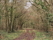 16th Jan 2020 - My woodland archway