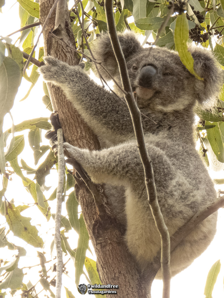 not so little Nick by koalagardens