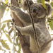 not so little Nick by koalagardens