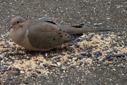 17th Jan 2020 - Mourning Dove