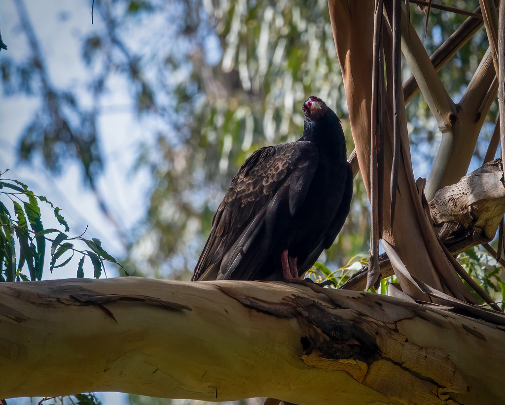 Turkey Vulture by nicoleweg