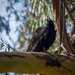 Turkey Vulture by nicoleweg