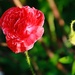 Poppies by kiwinanna