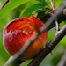 The peaches are ripe by kiwinanna