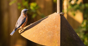 17th Jan 2020 - Bluebird Trying to Figure Out the Suet!